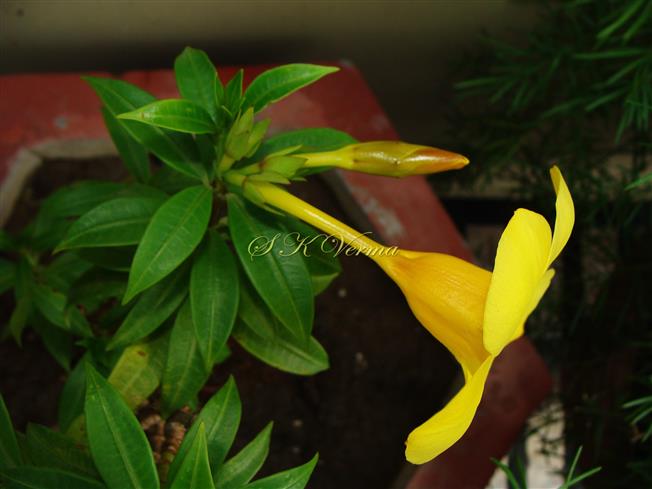  Flower-Lateral view
